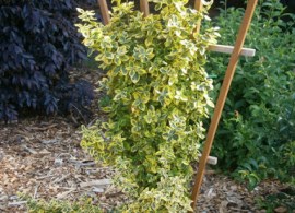 unnamed (3)